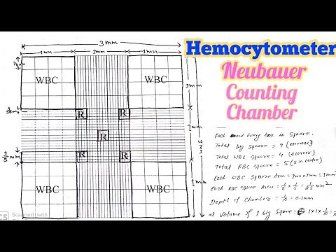 Hemocytometer | Neubaur Chamber | How to Count RBC, WBC and Pletletes