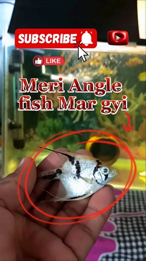 Ye😱kya huaa#shorts #trending #death #shortsfeed #youtubeshorts #vlog #share #fishing #ytshorts #yt