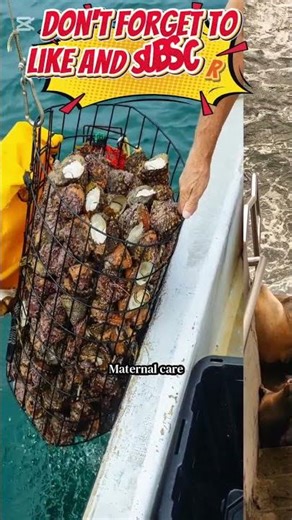 🌊 The Rarest Dolphin on Earth – Unbelievable Facts About the Vaquita