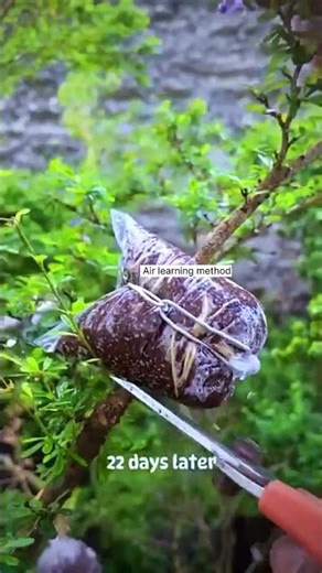 Air Layering Method for Plant Propagation