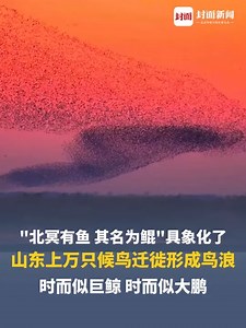 “北冥有鱼，其名为鲲”具象化了！山东上万只候鸟迁徙形成鸟浪，时而似巨鲸，时而似大鹏_腾讯新闻