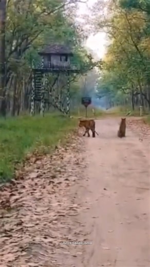 Pilibhit Tiger Reserve||Jungle Safari me Road par Tiger or Tigress ki Bumper Sighting hui||#wildlife