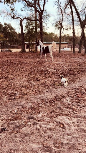 Dolly's Unfriendly Encounter: A Shocking Moment