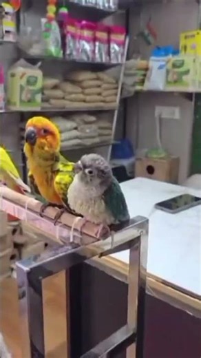 Conures are a diverse group of small-to-medium-sized parrots native to Central and South America