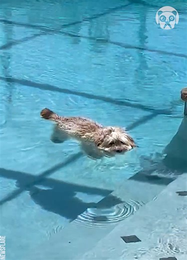 Dog cools off by floating in pool | Lady Panda