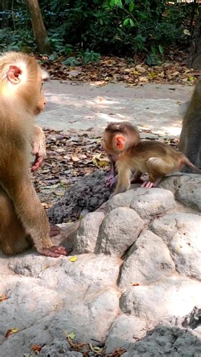 Adorable Baby Monkeys: Heartwarming Animal Moments