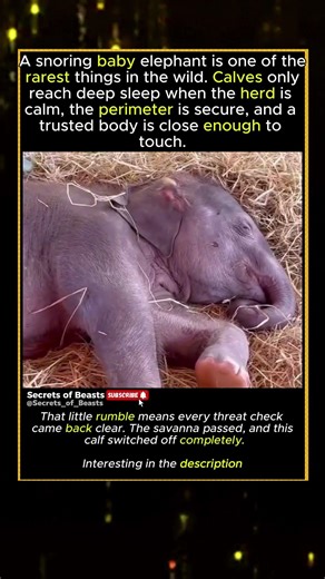 The Safest Sound in the Savanna #cute #elephant #animals #animalshorts #viral #animals #animalfacts