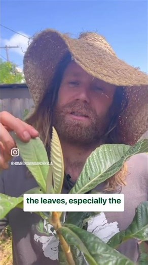 Growing Loquat Fruit Trees