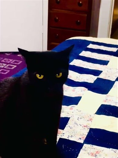 #cat ￼. Sings happy birthday.