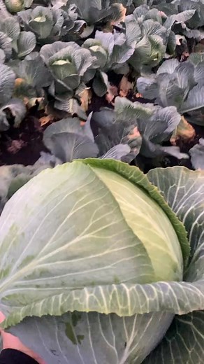 35K views · 456 reactions | Reel smail trend trending post office hours | barber ivanlabacevich | Facebook