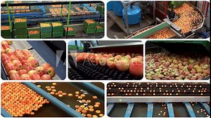 Highly Automated Apple Packing House Facility. Apple Washing, Sorting, Grading and Packing Line. Post-Harvest Management of Apples. Fruit Processing Technology.
