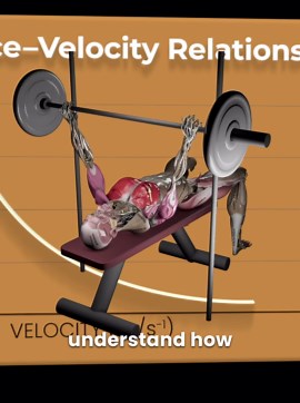 Understanding the Force-Velocity Curve in Strength Training