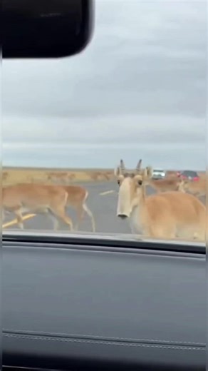 🤯 Alien Animal Encounter! 🦌 Witness this bizarre creature up close! 😲 Spotted on the road, this unique animal with its otherworldly nose has us completely baffled. What is it? 🤔 Help us identify this incredible animal! Like, comment, share, and save if you're as amazed as we are. Follow for more wildlife wonders! 🌍 #Wildlife #AnimalEncounter #StrangeAnimals #MysteryCreature #AnimalIdentification