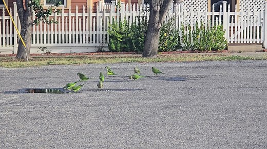 🦜 Do you know what monk parakeets are? Have you spotted these green, gray-faced birds in your neighborhood? If you live along the Texas coast or in Houston, Dallas, San Antonio, or Austin, chances are you've heard their distinctive cries echoing through the trees. These vibrant members of the parrot family aren't native to Texas—they originally come from the plains of southern Brazil and Argentina—but they've made themselves right at home in the Lone Star State. What do you think: Are monk para