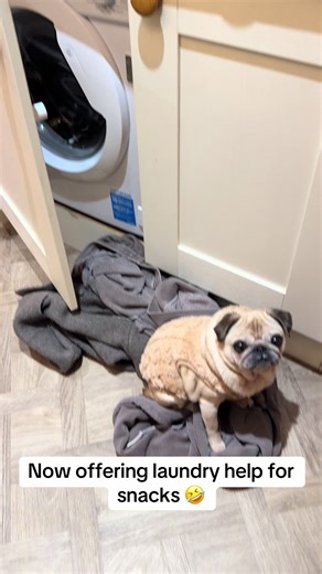 Now offering laundry help 🤣🤣 #pug #puglife #pet #washing #petsoftiktok