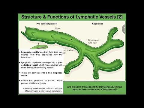 Anatomy & Physiology of the Lymphatic Vessels