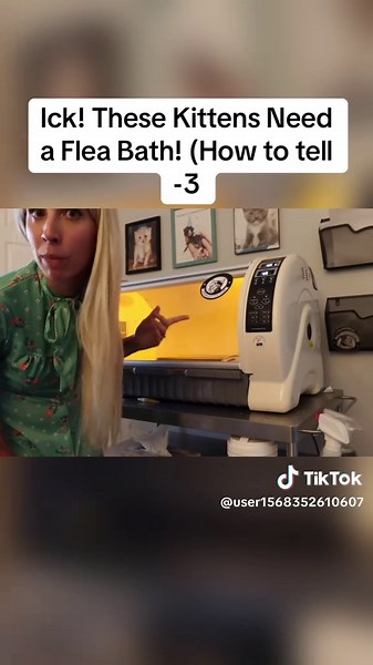 How to Bathe Kittens and Eliminate Fleas