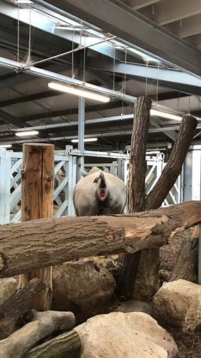 Pooping rhino 🦏 💩!!!!