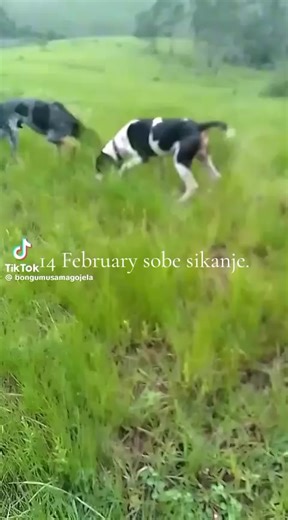 Mavuso (@mavuso3848)’s videos with original sound - @bfunky comedy