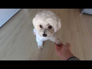 Bichon Maltes toy haciendo trucos