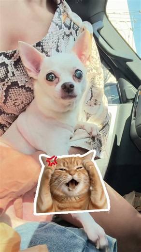 I lovely My dogs #dogs #love #beautifuldog #dog#instagood #puppy #cute #dogstagram #Short videos