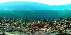 Tropical coral reef. 8k Video. 360º Video | 360Cities