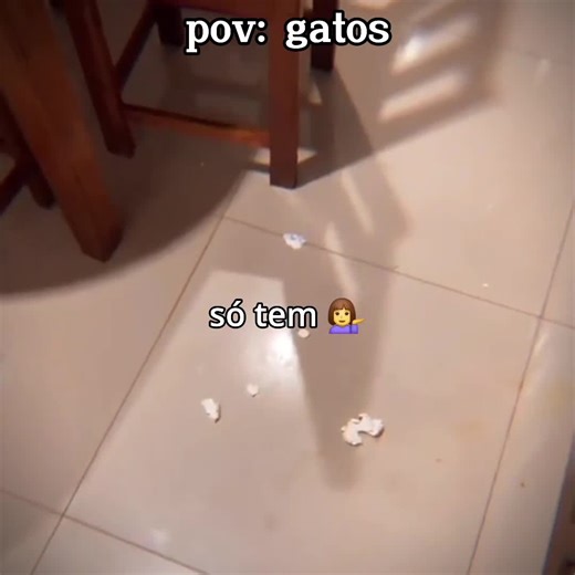 Gatos Engraçados em Memes para a Praia