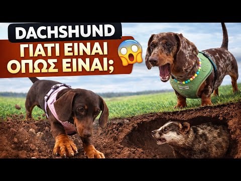 Dachshund: Η ΣΟΚ Αλήθεια! Γιατί Είναι Φτιαγμένα Έτσι; Όλα τα Μυστικά!