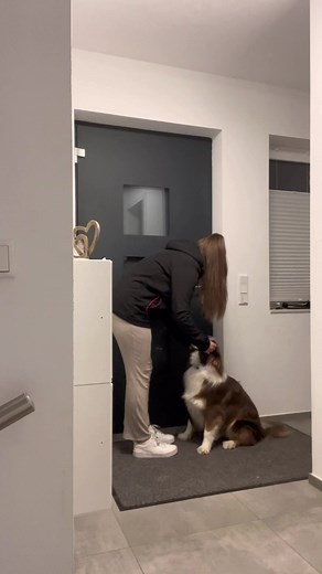 🐶🤎 #aussie #australianshepherd #australianshepherdsoftiktok #funny #funnyvideos