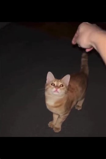 Cats with TF2 sounds part 1 + 2 spoiler short 4 (watch the full video on my channel)