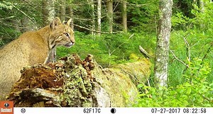 Trail Cam Tuesday: 10 New Captures Submitted by Our Readers