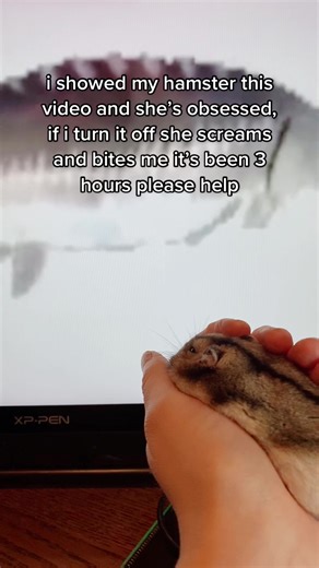 Aggressive Hamster Sounds Compilation