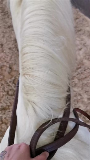 #horsesontiktok #cremello #horseriding #FreshWearSpin #LiftLockPop #fyp #foryou