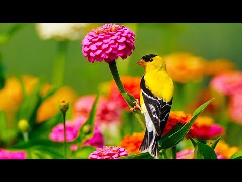 Beautiful Relaxing Hymns, Peaceful Instrumental Music, "Beautiful Spring Morning Sunrise" Tim Janis.