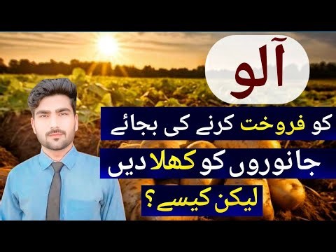 Is Potato Safe for Cows and Buffaloes? Complete Feeding Guide