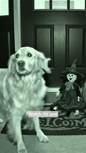 Night Vision Prank 😳🐾 | Doorcam Caught This