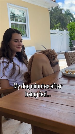 Olive the Cavapoo on Instagram: "I want PANCAKES 😤#dogsofinstagram #funnydog #cavapoo #dogsofinstagram #cutedogs"