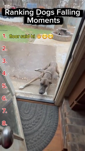 Ranking Dogs Falling Moments 😄