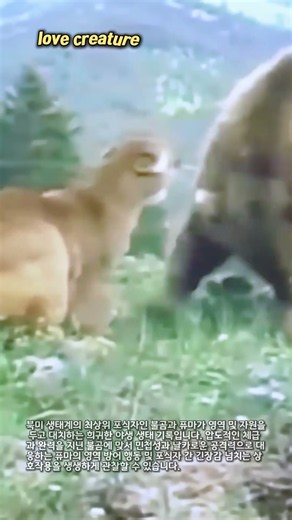 체급의 불곰 vs 스피드의 퓨마, 야생에서 정면 충돌한 순간! #wildlife #nature #carnivore #bigcats #fight
