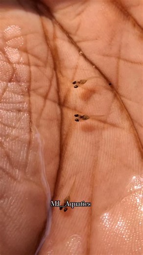 Guppy on Instagram: "Day 1 to 4 month of purple berry dumbo guppy 💜💜💜 . . . #transformation #purple💜 #guppy #trending #kerala #videography #bangalore #telengana #tamilnadu #followme"