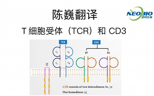 【陈巍翻译】T 细胞受体（TCR）和 CD3