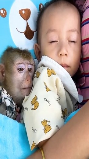 Monkey Kaka sleeping with a blanket with sister Diem looks so cute 3. #cutemonkey #monkeyboo #sonya7iii #fl #protectionanimal #babymonkey #natgeowildlife #natgeophotography #monkey #henrydoorlyzoo #conservation #animauxphotographie #animals #orangeslice #monkeyeating #zoo #funnymonkey #savingspecies #primate #natgeowild #natgeoadventure #ig_wildlife #endangeredspecies #bigmonkey #animauxdroles #animalphotography #monkeyseemonkeydo #monkeyboocrew #rwanda #Happymonkeywildlifevet #Crazymonkey #Baby