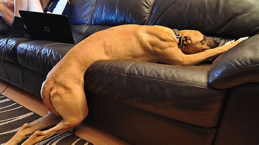 My dog might have been a comedian in a past life