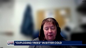 Are ‘exploding trees’ real? Expert explains viral winter videos | ChicagoLIVE