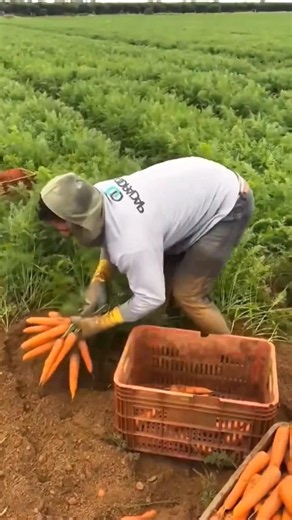 MASSIVE CARROT harvest that never ends! 🥕😱🚜#farming #agriculture #farm #harvest #gardening