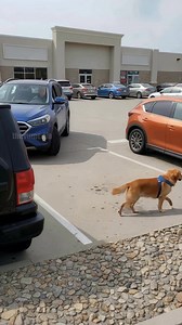 602K views · 3.9K reactions | Loyal Golden Retriever Saves The Day By Guarding Parking Spot! #pets #dog #hero | Even More Vu | Facebook