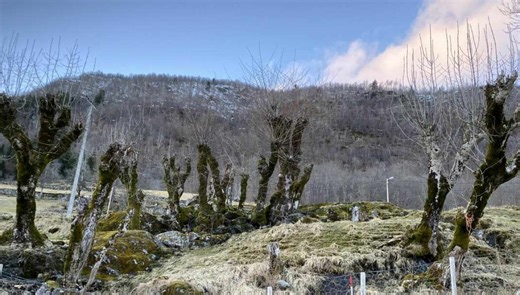 What is pollarding and why is it still practiced?