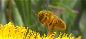 53K views · 616 reactions | Did you know that honeybees beat their wings 200 times per second?  #savethebees | Soil Association | Facebook