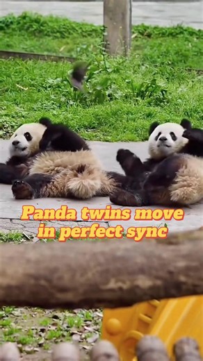 Pandas in perfect sync! Effortlessly synchronized actions showcase an incredible bond between these superstar panda twins in southwest China's Chongqing. #China #Panda #Twins | China Xinhua News