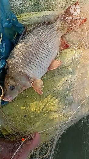 Swamp Eel Fishing Techniques for Catching in Muddy Waters.